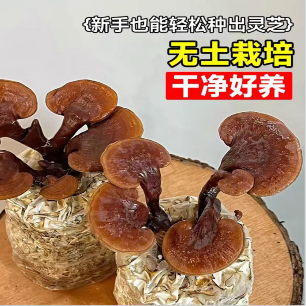 石磨哥丨鲜灵芝菌棒，家庭种植包