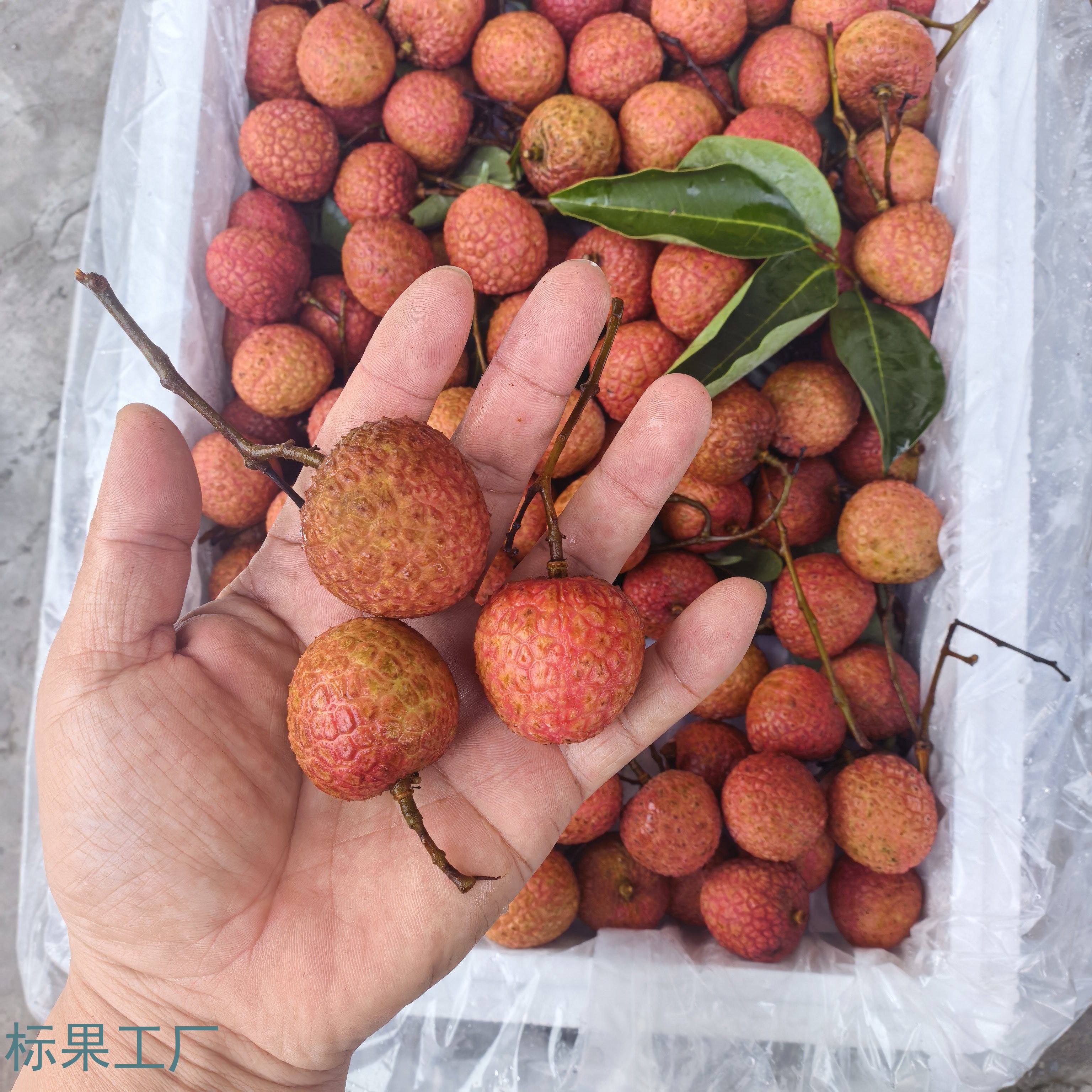 荔枝丨海南白糖罂荔枝中果500g粒果（可按需购买）