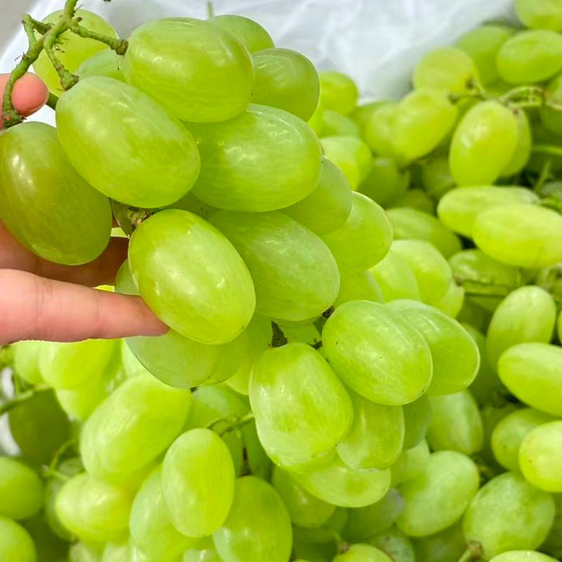 拼团特惠丨维多利亚青提果肉晶莹剔透汁水饱满2斤/9.99（到店可实际需求购买）