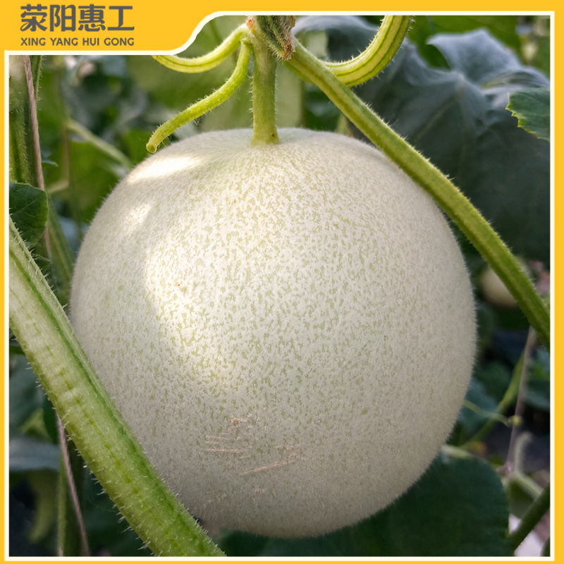 特惠拼团|相思蜜牌甘肃玉菇甜瓜果型圆润饱满 果肉通透嫩绿色68元/箱