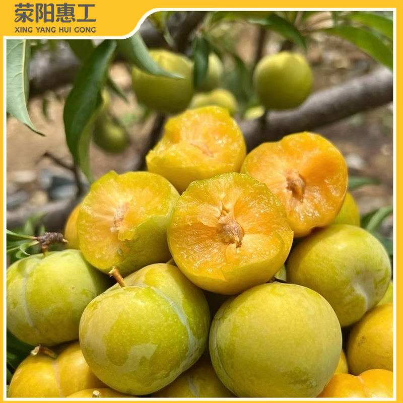 特惠拼团|新疆蜂糖李果子圆润饱满 果肉金黄厚实35.1元/箱