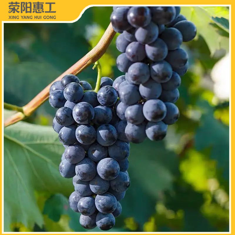 特惠拼团|云南蓝莓葡萄果肉Q弹紧实 爆汁爽口28.5元/箱