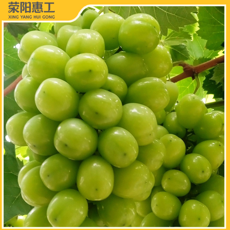 特惠拼团|山东阳光玫瑰葡萄 果肉脆爽紧实 自带清雅玫瑰香气35元/箱