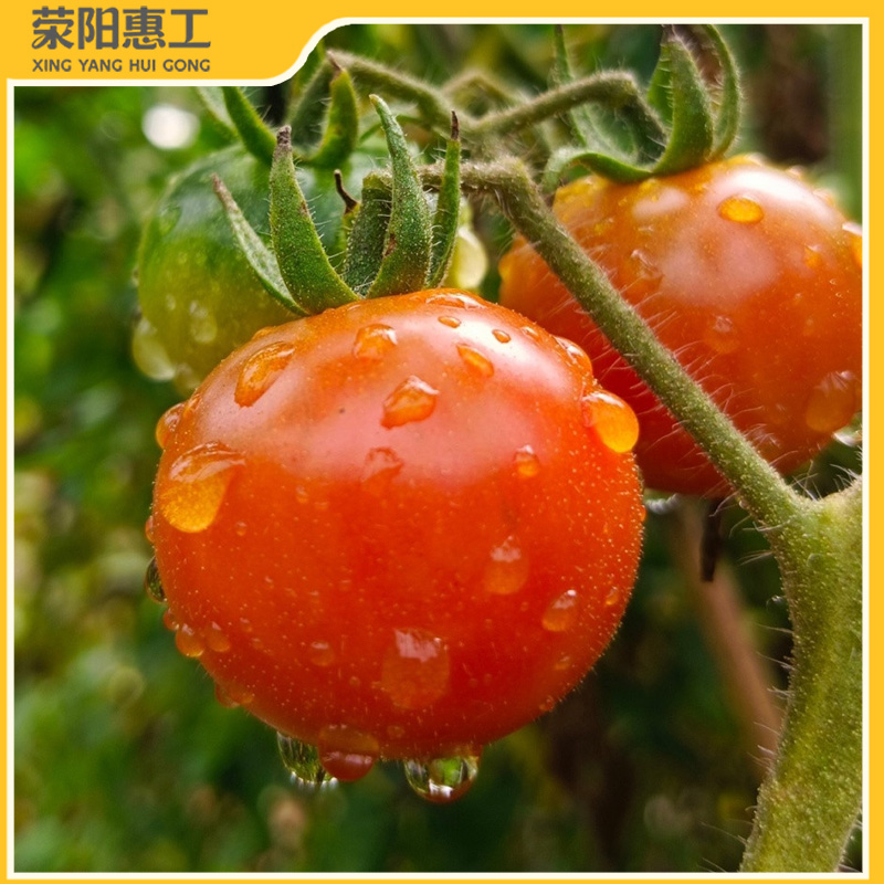 特惠拼团|贵州千禧樱桃小番茄小果 甜而不腻 淡淡的番茄清香17.7元/箱